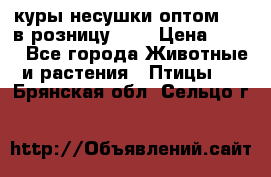 куры несушки.оптом 160 в розницу 200 › Цена ­ 200 - Все города Животные и растения » Птицы   . Брянская обл.,Сельцо г.